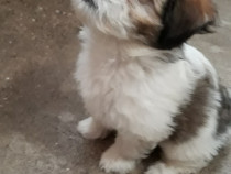 Shih Tzu, culoare   alb negru, masculi