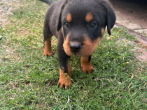 Catelusi rottweiler