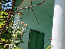 Teren cu casa batraneasca Viisoara, Teleorman