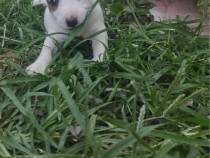 Jack Russell Terrier