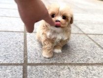 Maltipoo poodle mini toy