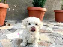 Bichon maltez puiuti