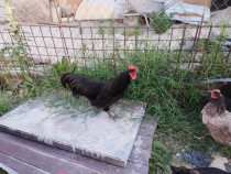 Găini australorp