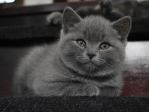 Pisoi British ShortHair