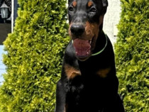 Doberman catelusi de vanzare