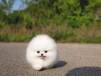 Pomeranian miniatura Ursuleț