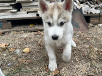 Pui husky siberian