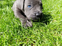 Pui Cane Corso Blue