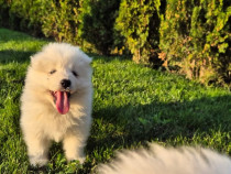 Puiuti rasa Samoyed