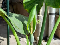 Alocasia plante( urechi de elefant)