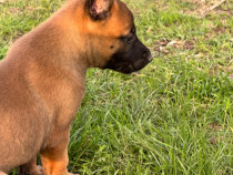 Ciobănesc belgian Malinois