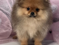 Pomeranian Spitz cățeluși