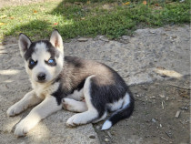 Pui Husky siberian