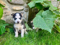 Pui Husky siberian