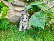 Pui Husky siberian