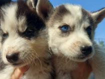 Husky siberian rasa pura