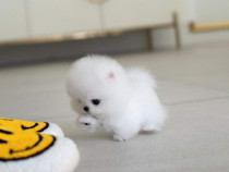 Pomeranian mini boo