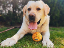 Adoptă un labrador