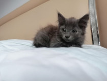 Nebelung (Albastru de Rusia cu par lung)