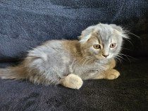 Scottish  fold silver tabby