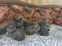 British shorthair blue