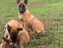 Ciobanesc Belgian Malinois