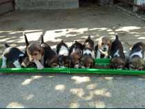 Căței Beagle tricolor