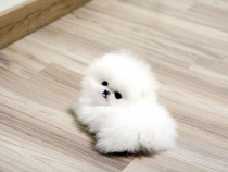 Poze reale pomeranian mini boo