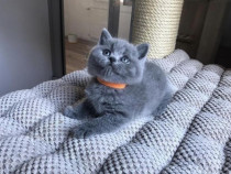 British shorthair puisori