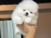 Pomeranian boo teacup