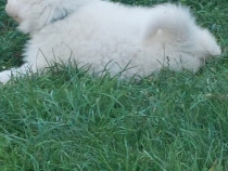 Samoyed fetita in varsta. de 10 saptamani