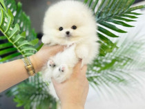 Pomeranian puppy mini asigur transport