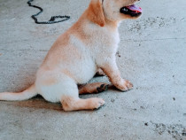 Labrador retriver