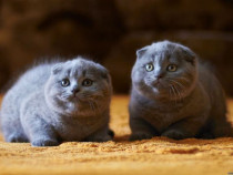 Scottish Fold puiuți