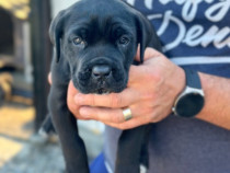 Fetite Cane Corso