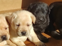 Pui labrador golden și negri