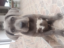 Cane Corso pui blue