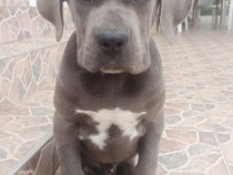 Cane Corso pui blue