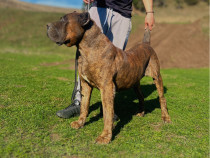 Disponibili Presa Canario