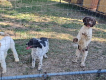 Cățea LAGOTTO de 3 ani gestantă