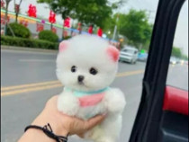 Pomeranian puppy mini asigur transport