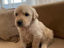 Vand pui Golden Retriever