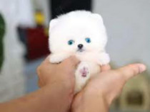 Pomeranian super mini