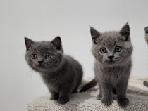 British shorthair blue