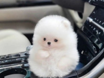 Pomeranian mini boo teeacup