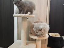 Pui British Shorthair