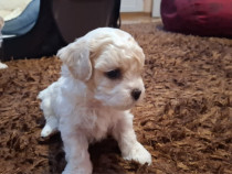 Vând pui bichon maltez