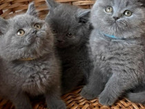 British shorthair pui frumosi