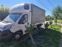 Autoutilitara Fiat Ducato an 2019