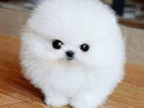 Pomeranian talie mica toy exemplare superbe